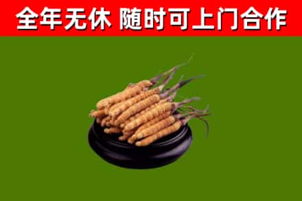 固始县回收冬虫夏草